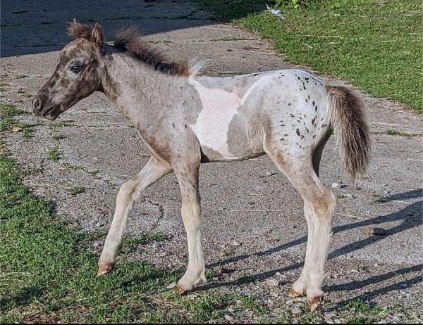 miniature-horse-for-sale