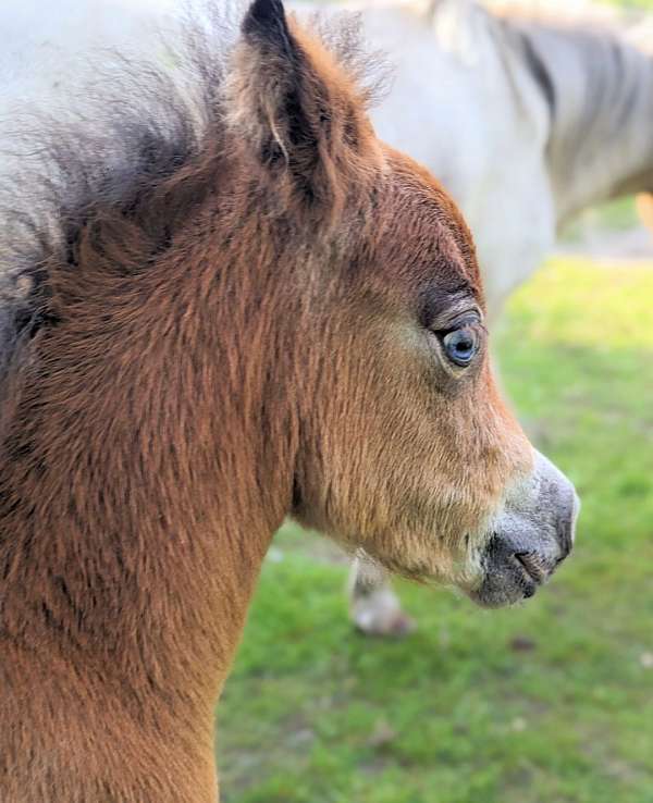 miniature-horse