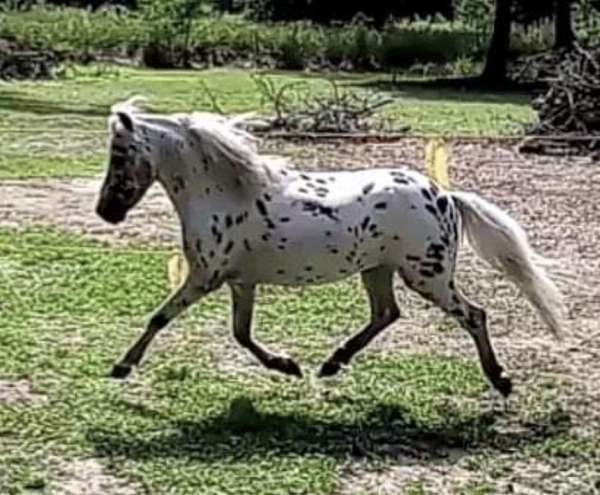 black-appaloosa-spotted-stallion