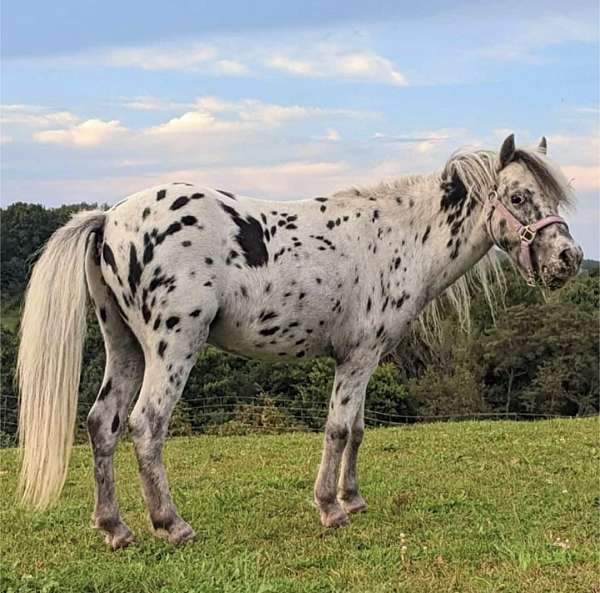 amhr-appaloosa-spotted-stallion