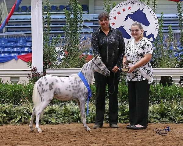 amhr-appaloosa-spotted-horse