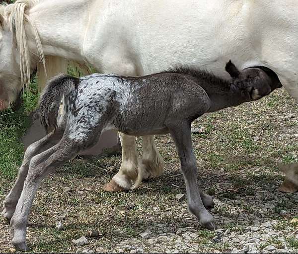 black-appaloosa-spotted