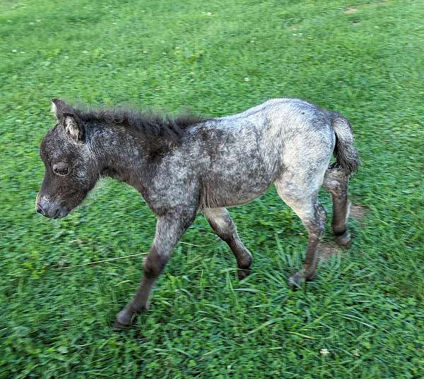 champion-appaloosa-spotted-horse