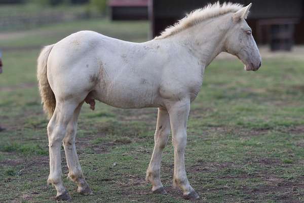 rare-stallion-american-cream-horse