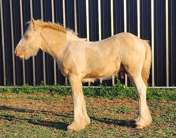 blue-eyed-pearl-gypsy-vanner-pony