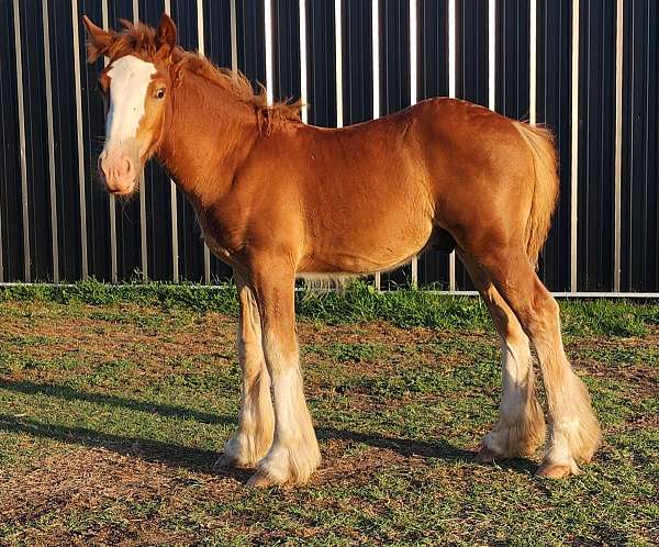 all-around-gypsy-vanner-horse