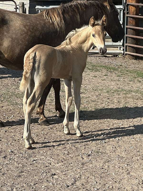 chocolate-tennessee-walking-colt