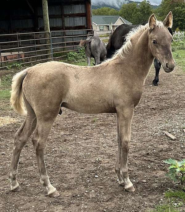 chocolate-tennessee-walking-colt