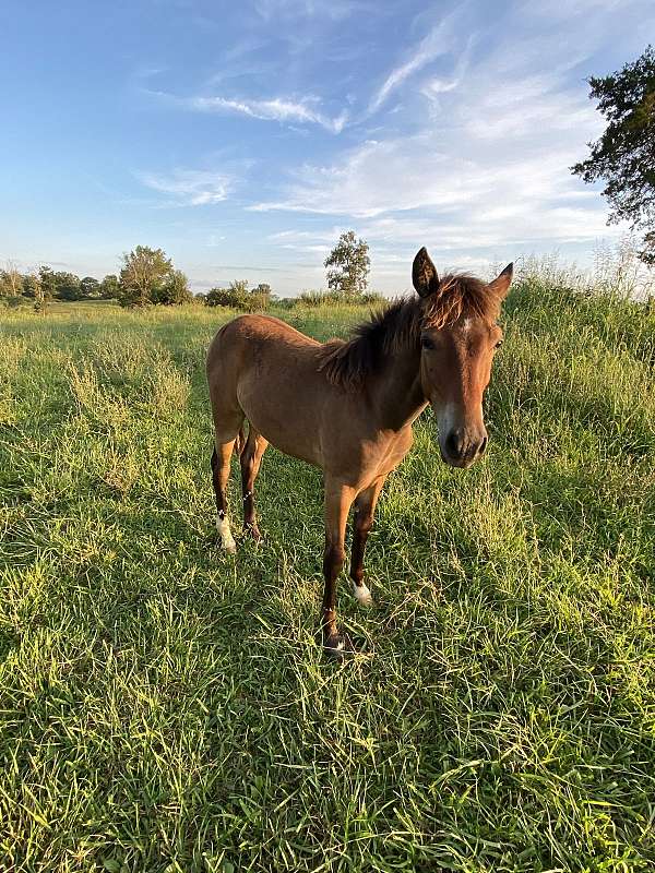 tennessee-walking-filly