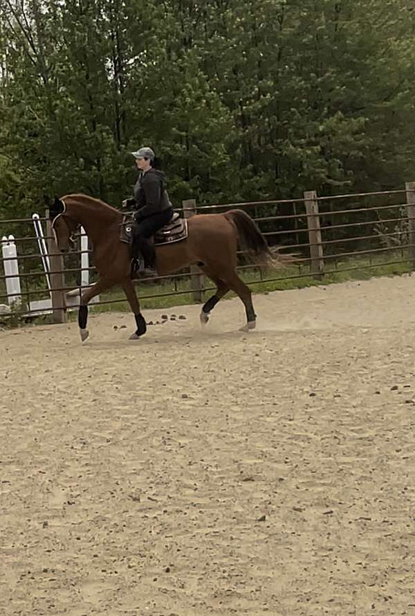 athletic-saddlebred-horse