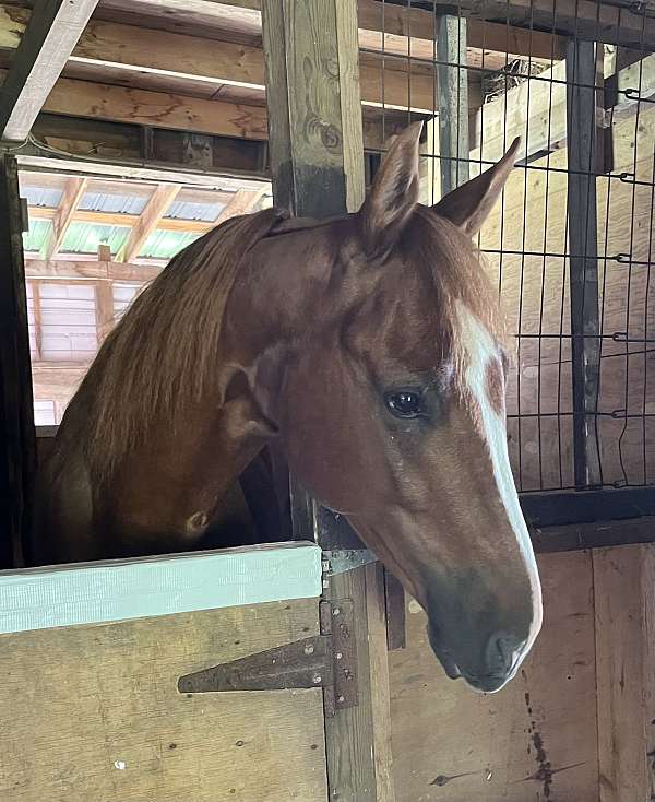 dressage-saddlebred-horse