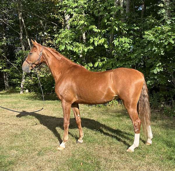 endurance-saddlebred-horse