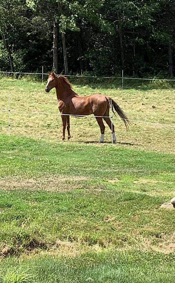 sport-saddlebred-horse