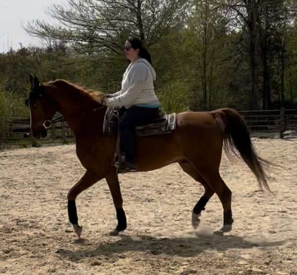 western-pleasure-saddlebred-horse