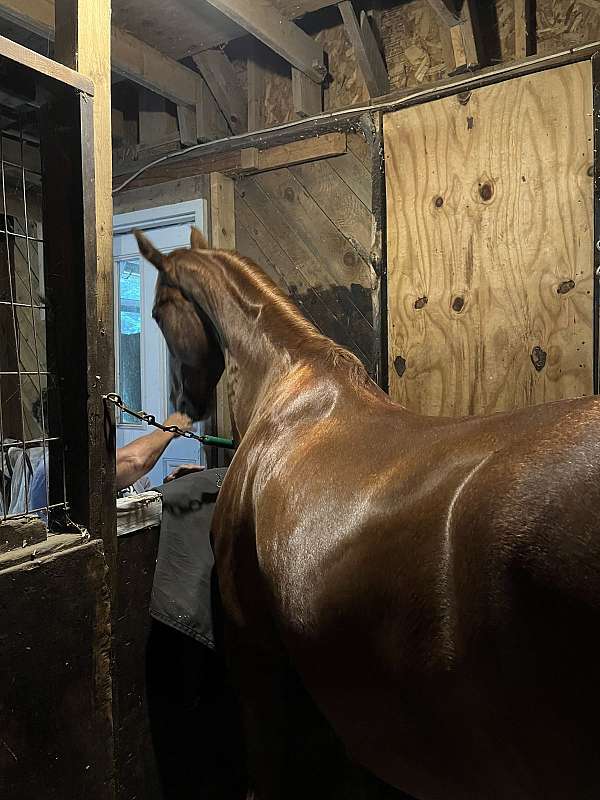 western-dressage-saddlebred-horse