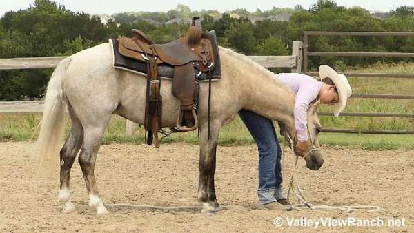 beginner-welsh-pony