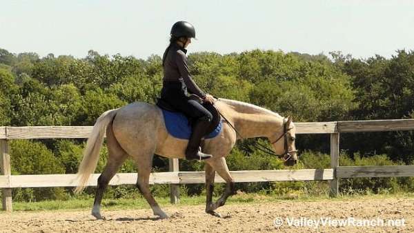 dressage-welsh-pony