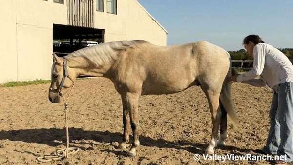 english-pleasure-welsh-pony