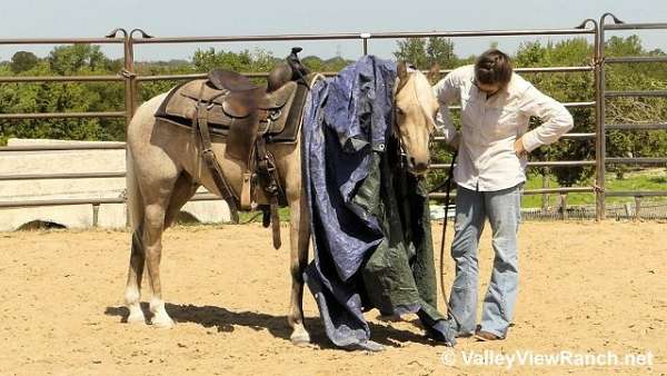 eventing-welsh-pony