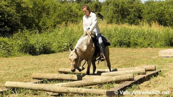 hunter-jumper-welsh-pony