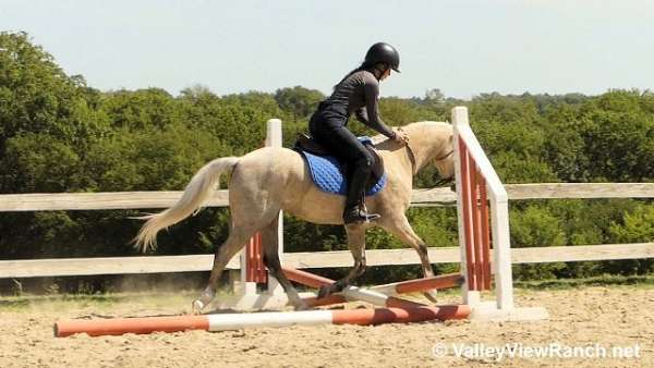 jumping-welsh-pony