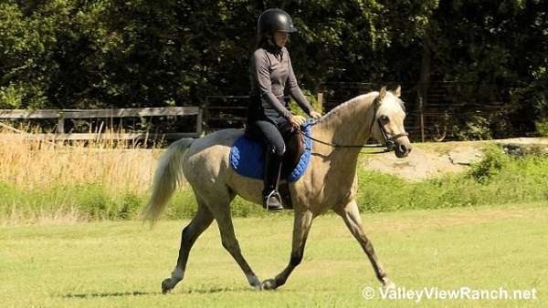 kid-safe-welsh-pony