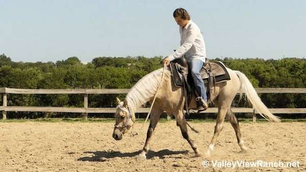 trail-riding-welsh-pony