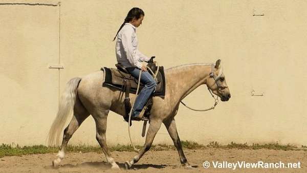 trail-welsh-pony