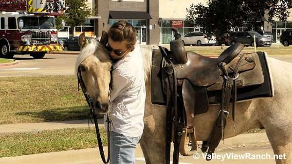 western-dressage-welsh-pony