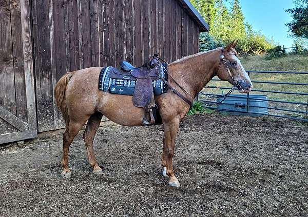 appaloosa-gelding