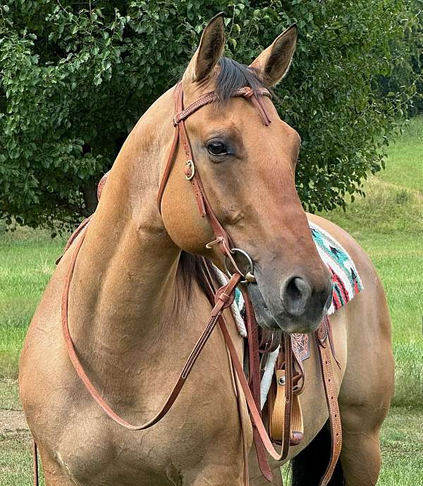 trail-ranch-quarter-horse