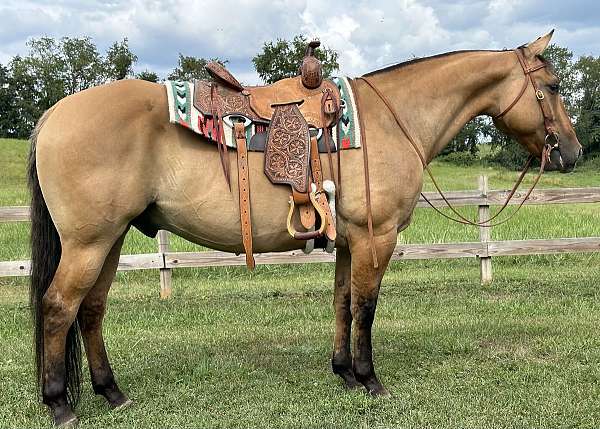 trail-ranch-horse