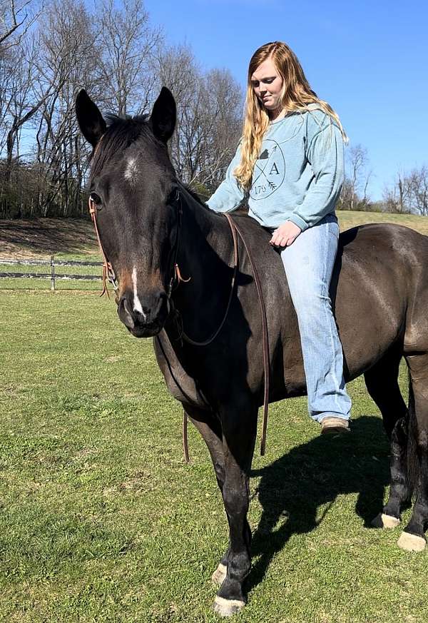 companion-therapy-gelding