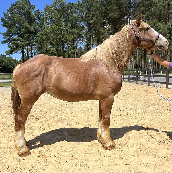 red-roan-belgian-mare