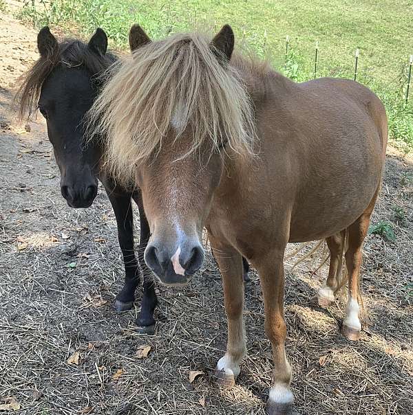 chestnut-two-hind-socks-pony