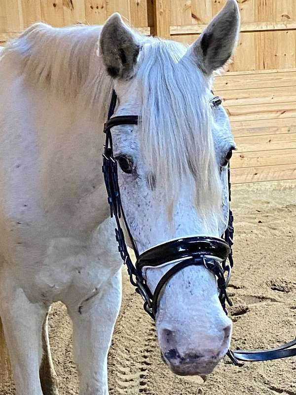 cross-country-appaloosa-horse