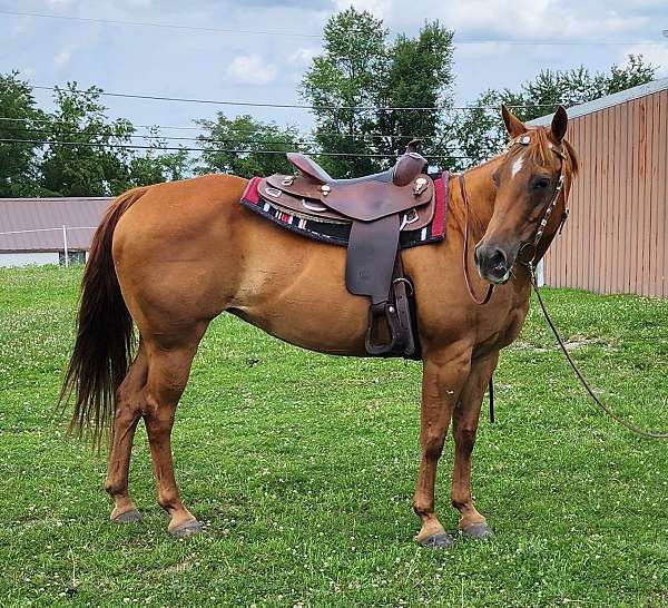 chestnut-steer-wrestlin-horse