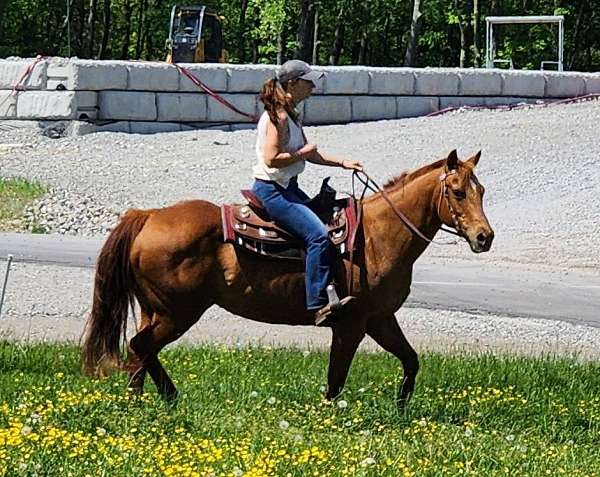 steer-wrestlin-horse