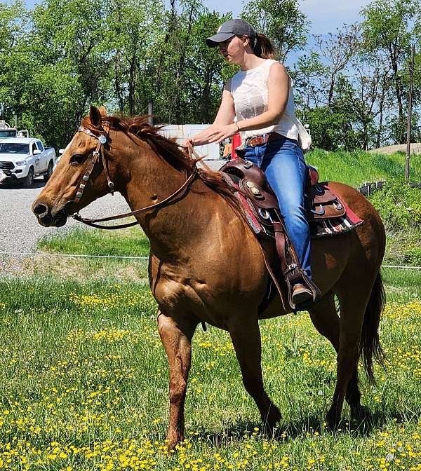 chestnut-star-horse