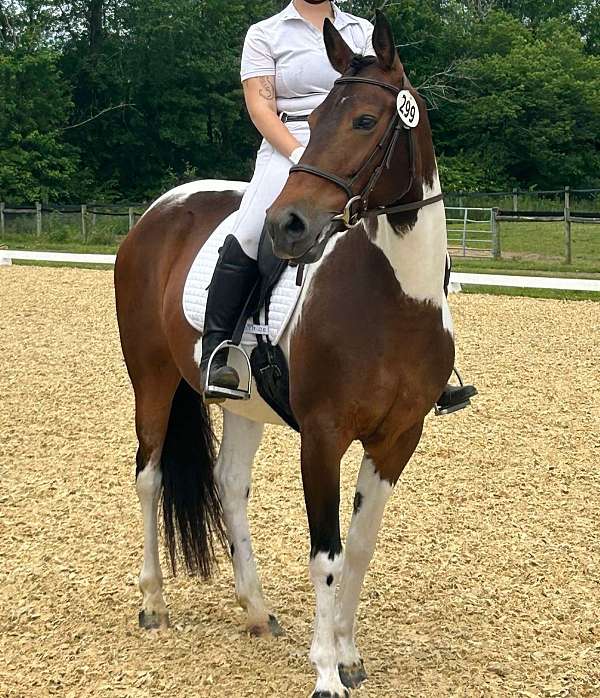 pinto-dressage-pony