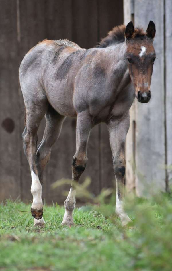 roan-aqha-colt-mare