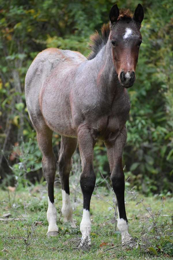 roan-aqha-colt-mare