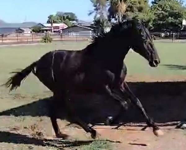 champion-dressage-iberian-horse