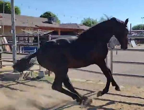 champion-dressage-warmblood-horse