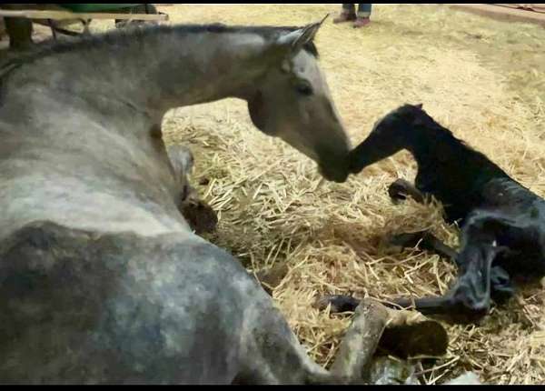 bay-black-iberian-colt