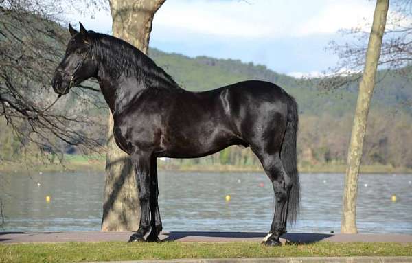 bay-black-champion-dressage-horse