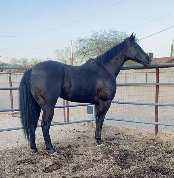 racing-gelding-stallion