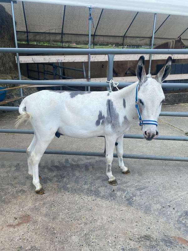 9-hand-donkey-gelding