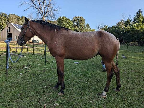 flashy-halter-mustang-pony