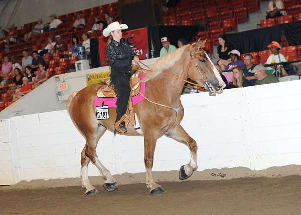 draft-belgian-horse